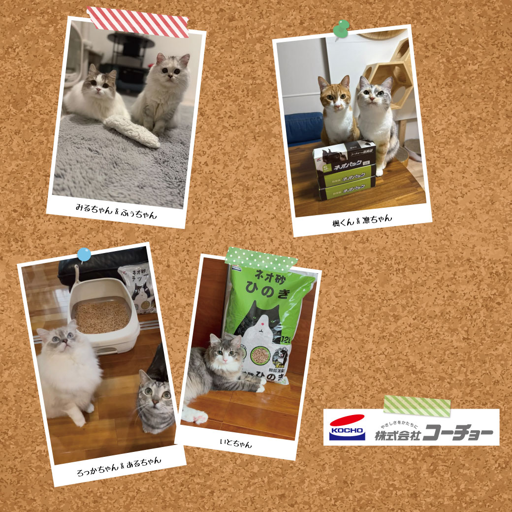 第5期コーチョー公式アンバサダー様のご紹介(ネコちゃん編)